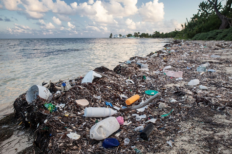 Polluted Shore